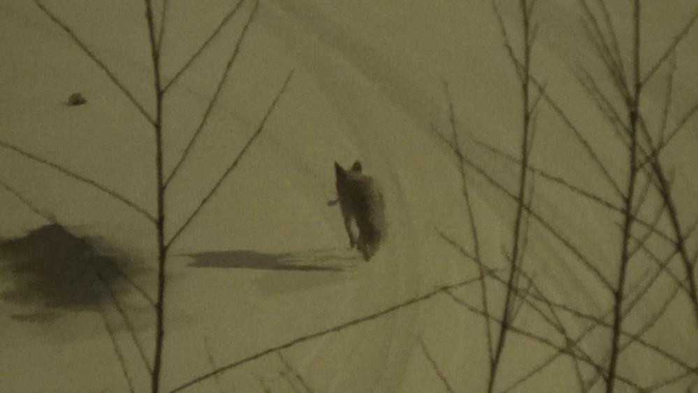 Tilki kente geldi - Resim : 1