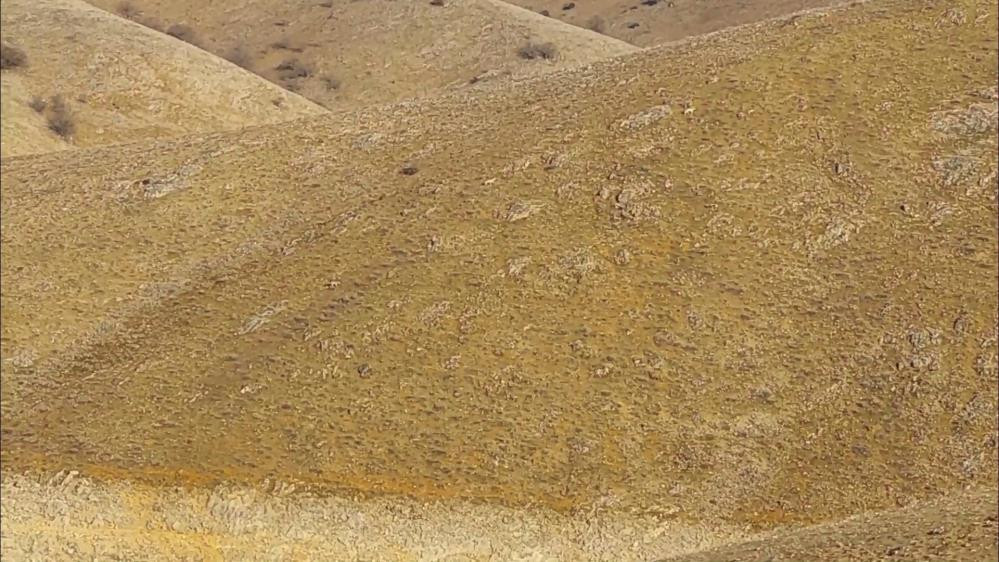 Çoban köpekleri ilk defa böyle görüntülendi. Çobanlar dondu kaldı - Resim : 2