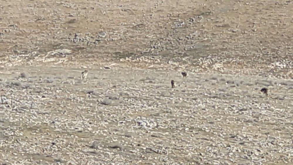 Çoban köpekleri ilk defa böyle görüntülendi. Çobanlar dondu kaldı - Resim : 3