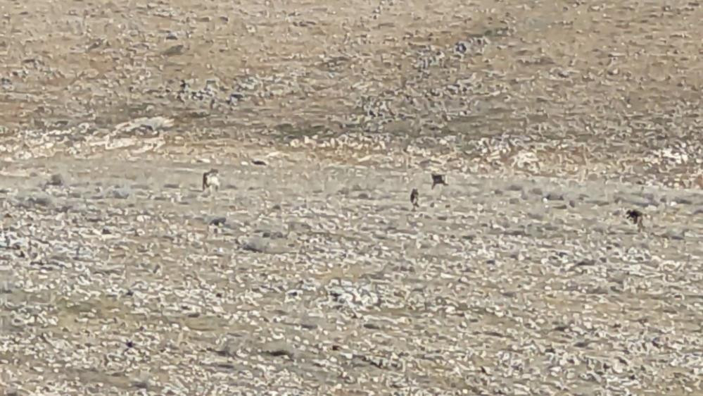 Çoban köpekleri ilk defa böyle görüntülendi. Çobanlar dondu kaldı - Resim : 4