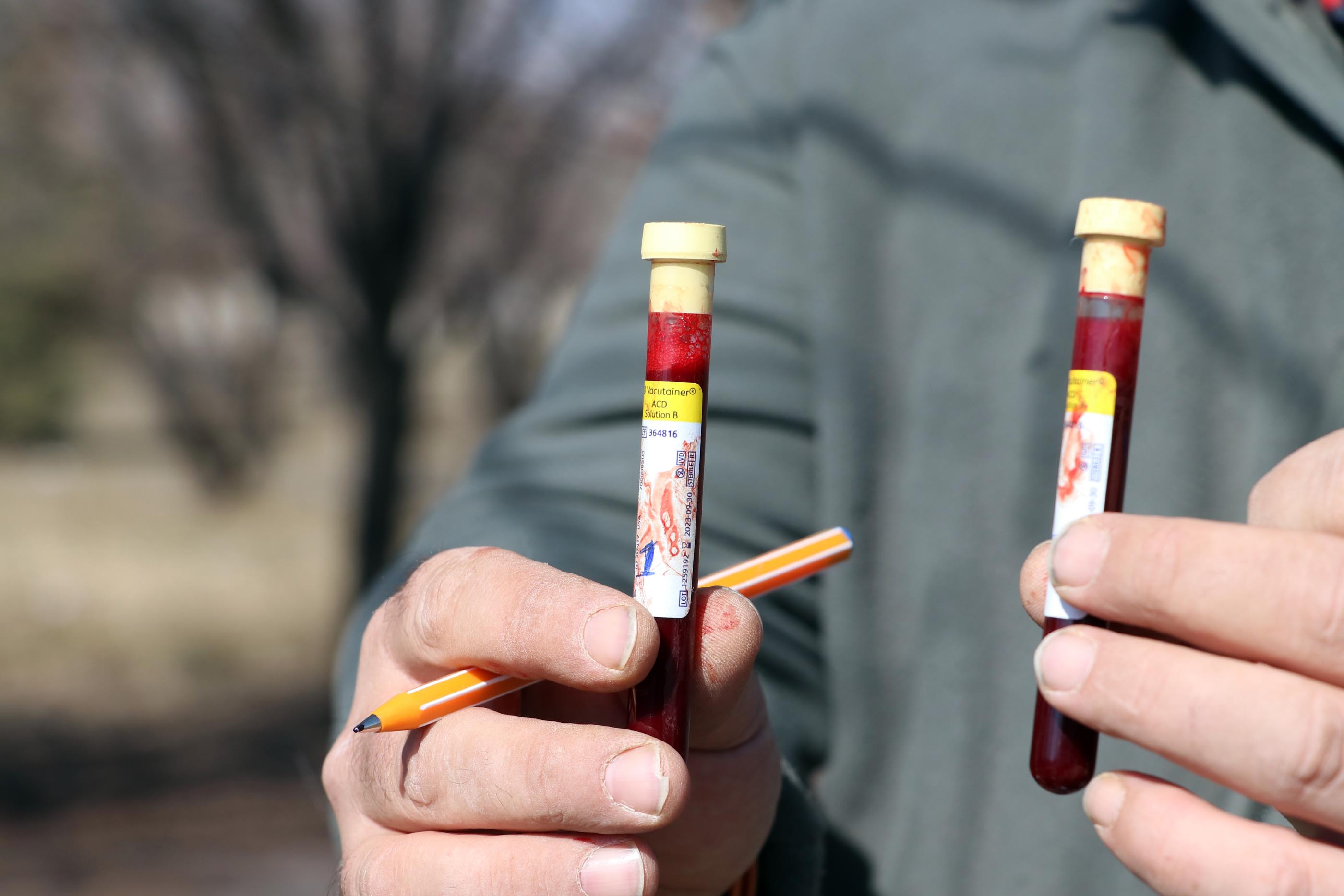 Akbaş çoban köpeklerinin ırk geçmişleri incelenecek - Resim : 5