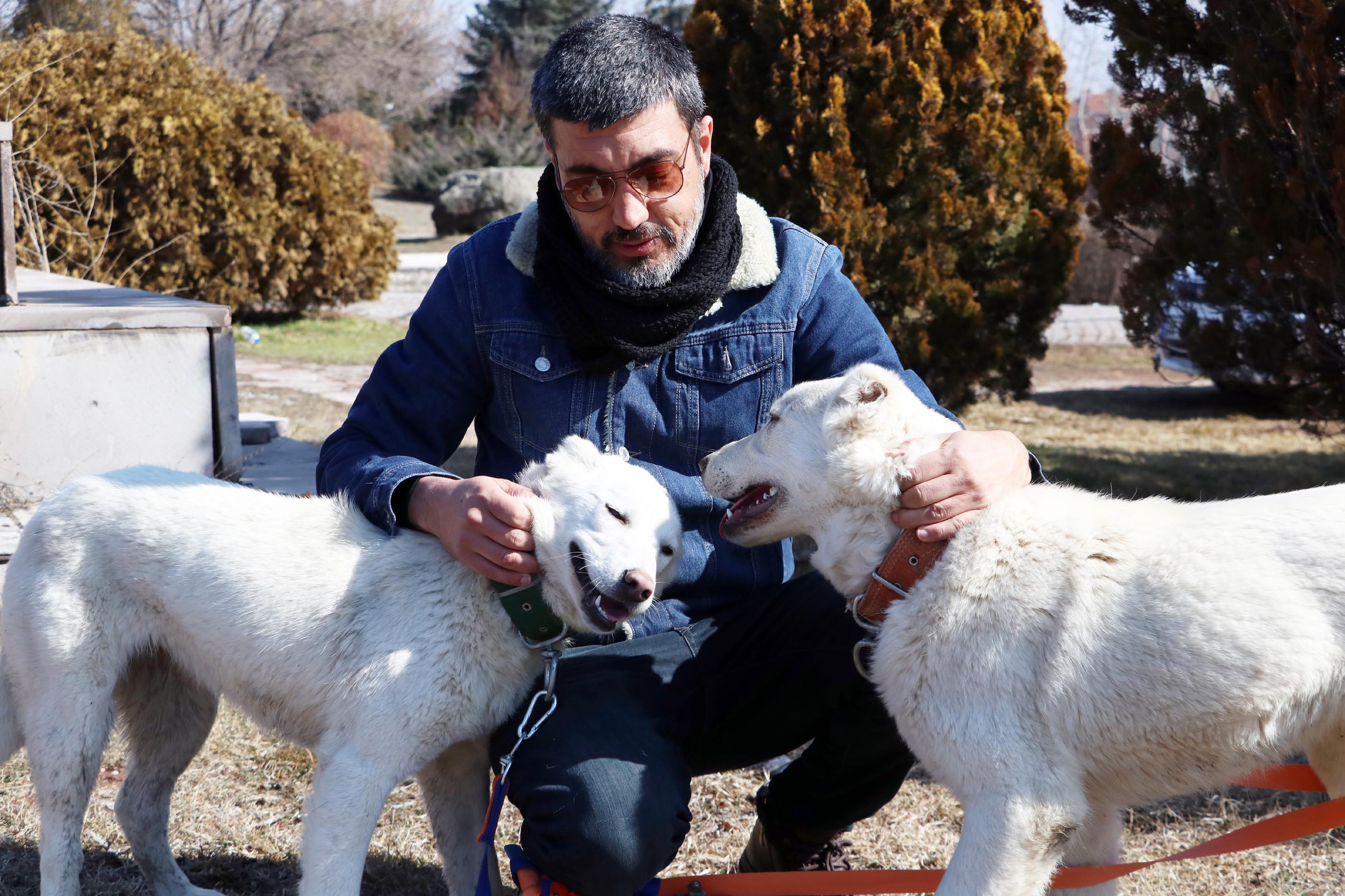Akbaş çoban köpeklerinin ırk geçmişleri incelenecek - Resim : 6