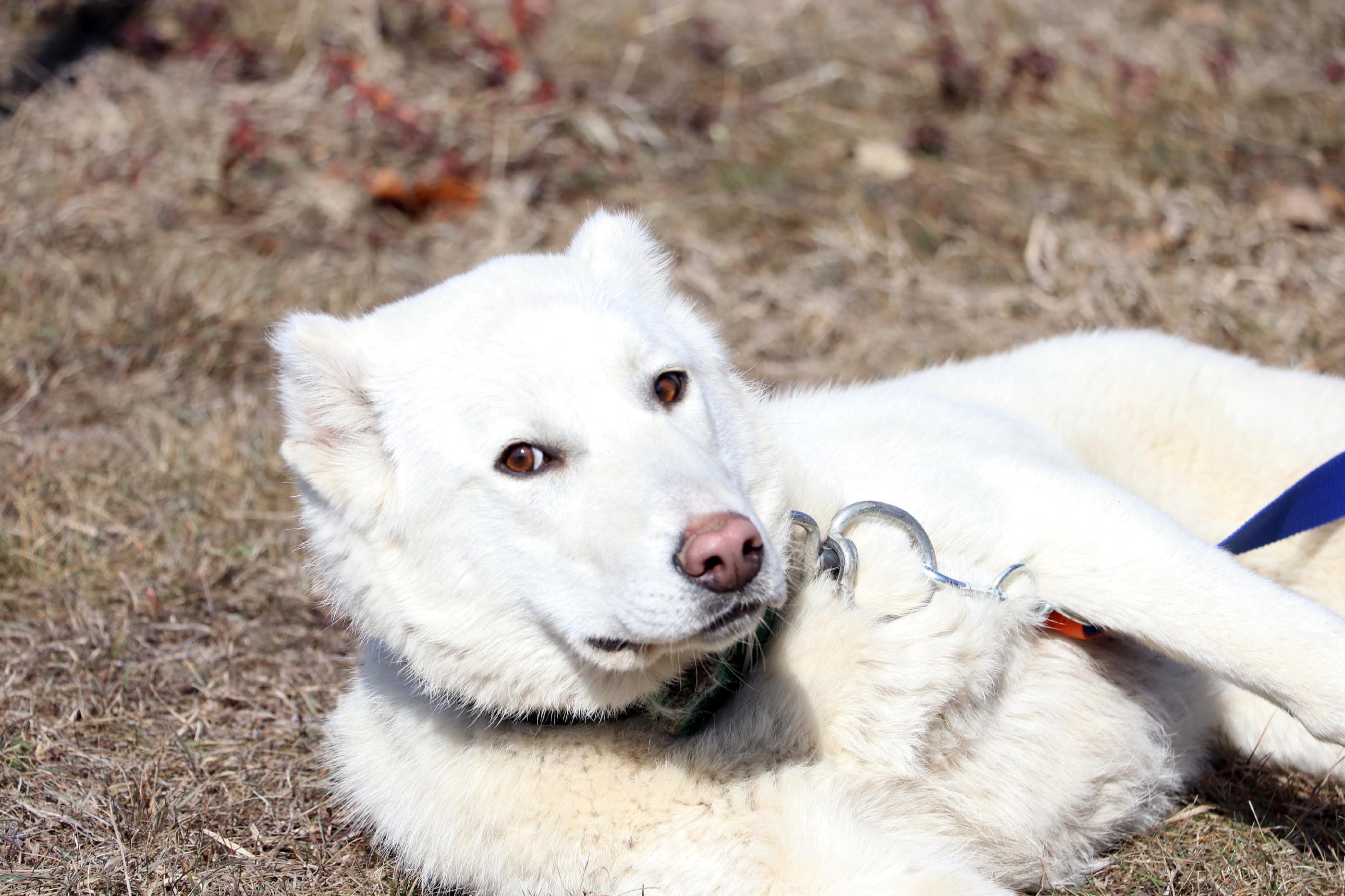 Akbaş çoban köpeklerinin ırk geçmişleri incelenecek - Resim : 8