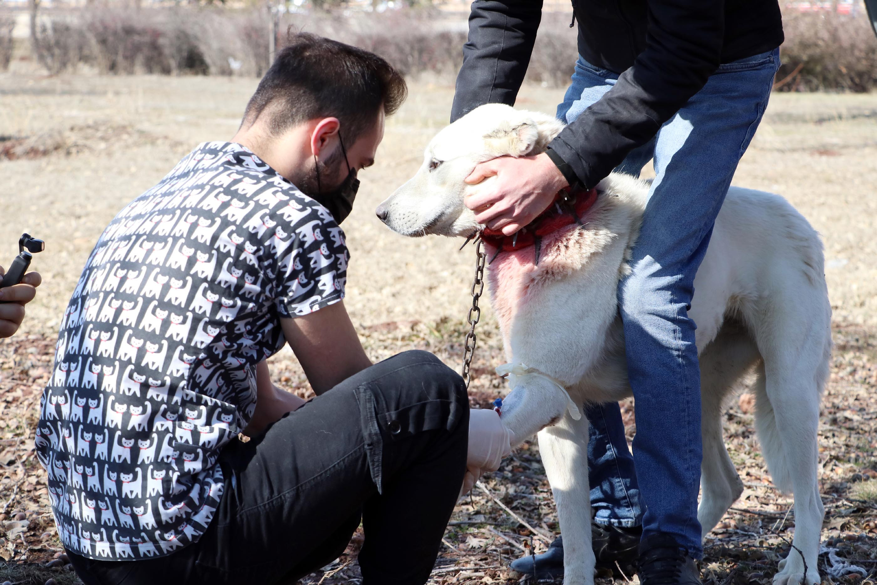 Akbaş çoban köpeklerinin ırk geçmişleri incelenecek - Resim : 9