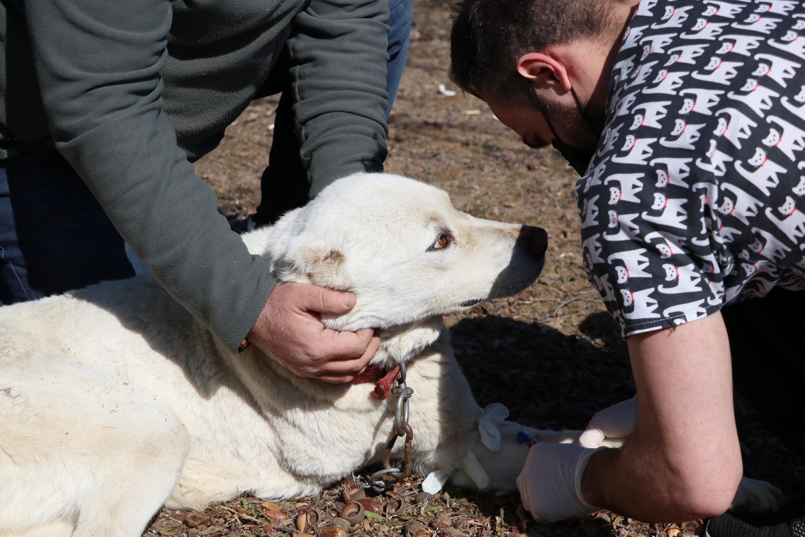Akbaş çoban köpeklerinin ırk geçmişleri incelenecek - Resim : 11