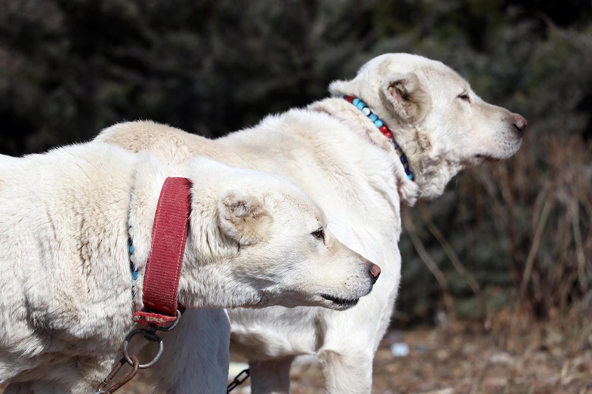 Akbaş çoban köpeklerinin ırk geçmişleri incelenecek - Resim : 13