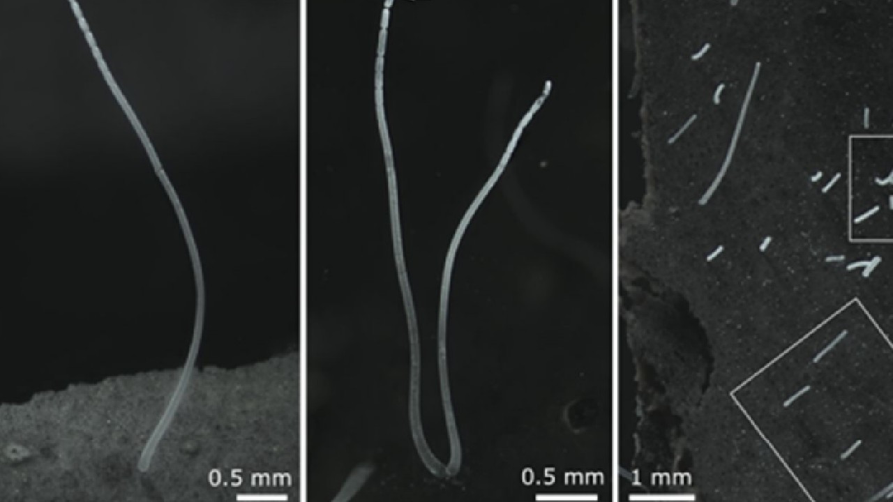 Bilim insanları 'çıplak gözle görülebilen' en büyük bakteri türünü keşfetti - Resim : 5