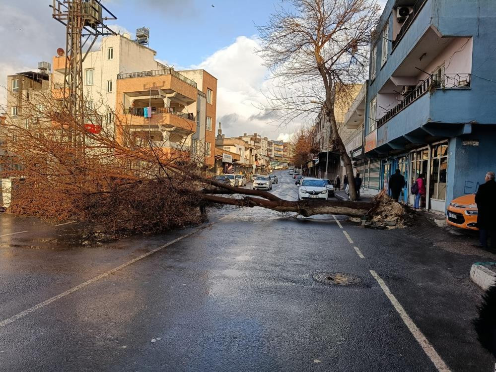 Dev dut ağacını dolu devirdi - Resim : 7
