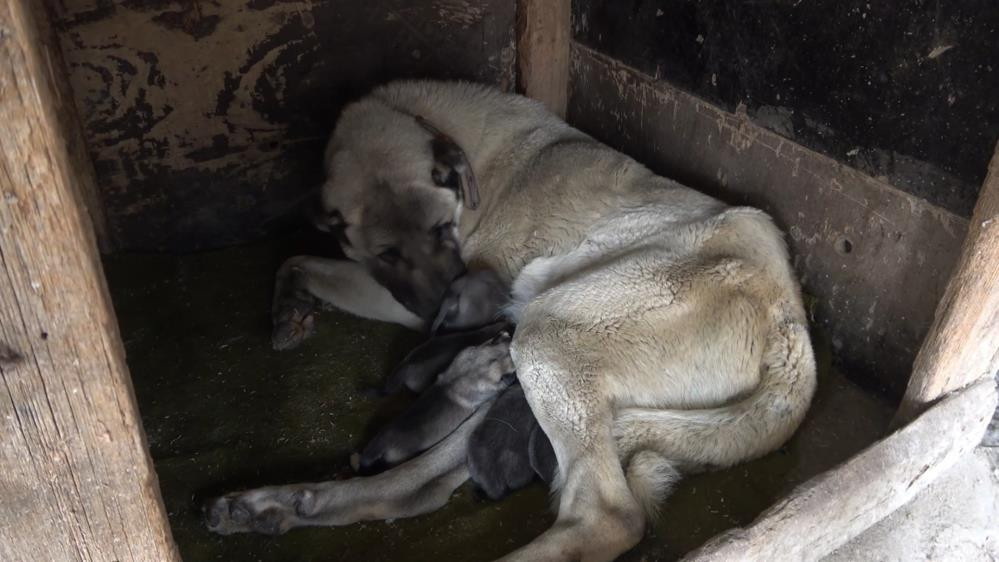 Yeni doğan yavru köpek 'anne' dedi. Herkes şaşkına döndü - Resim : 2