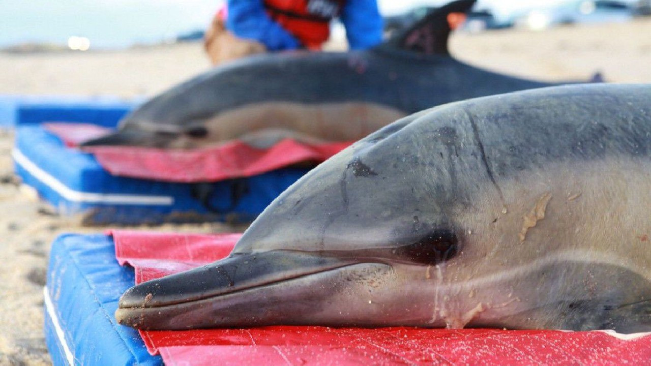Balina ve yunuslar madem memeli canlılar, neden karaya vurduklarında ölürler? - Resim : 3