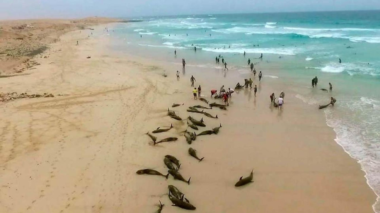Balina ve yunuslar madem memeli canlılar, neden karaya vurduklarında ölürler? - Resim : 1