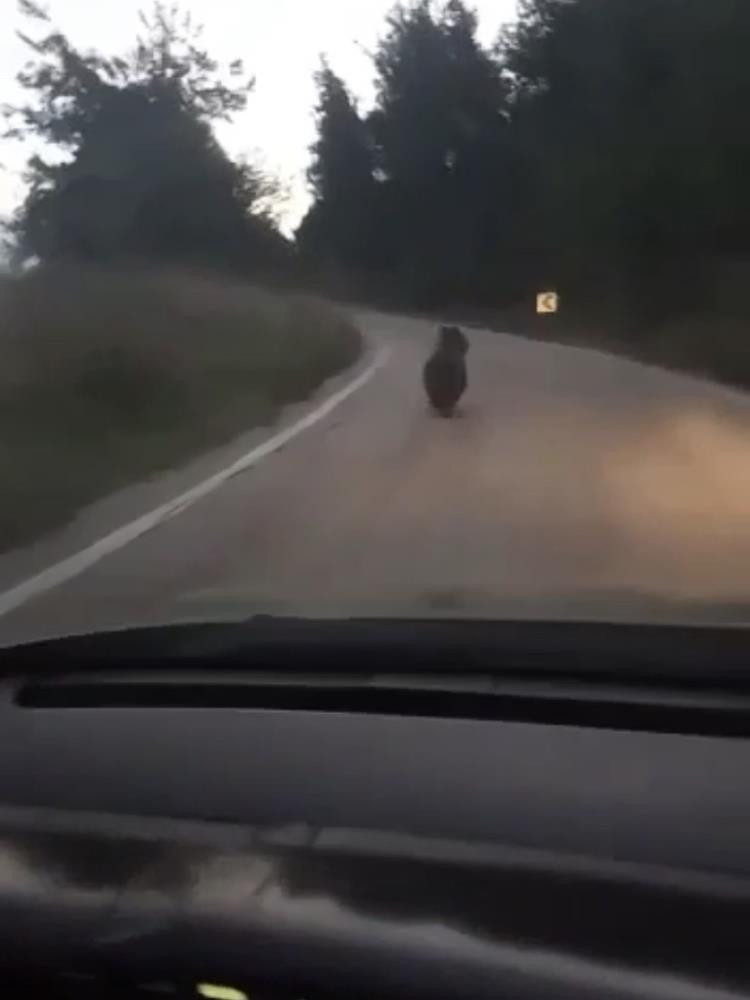 Ayıyı otomobille kovaladılar - Resim : 1