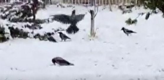 Kargaların kartopu keyfi - Resim : 1