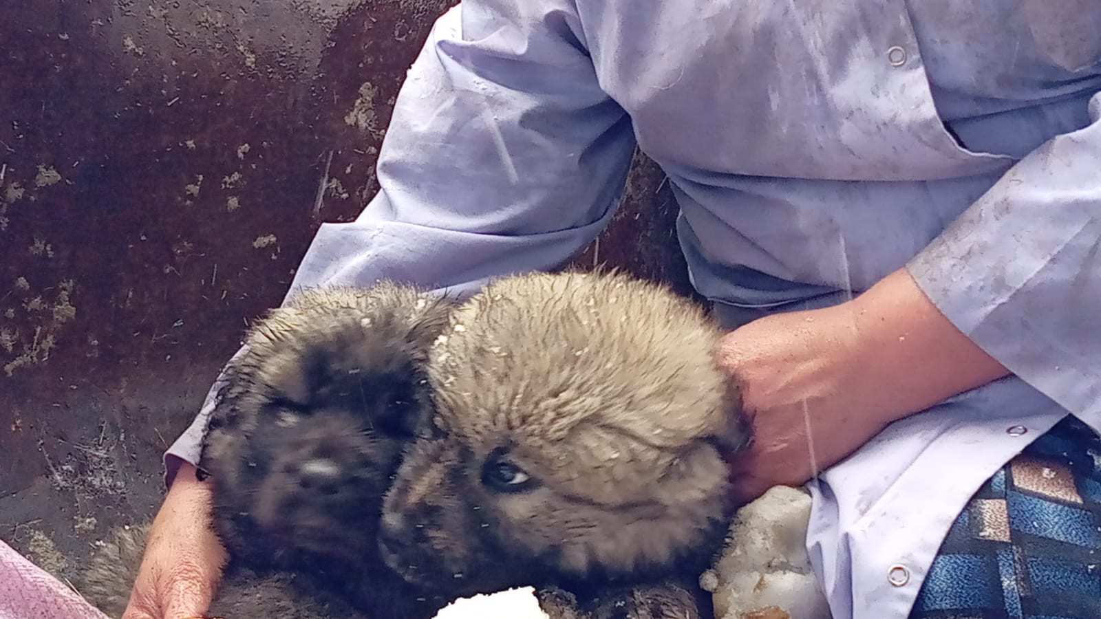 Rize'de karda mahsur kalan yavrular kurtarıldı - Resim : 1