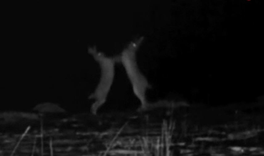 Zifiri karanlıkta tavşanların yumruklu kavgası - Resim : 1