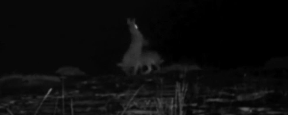 Zifiri karanlıkta tavşanların yumruklu kavgası - Resim : 2