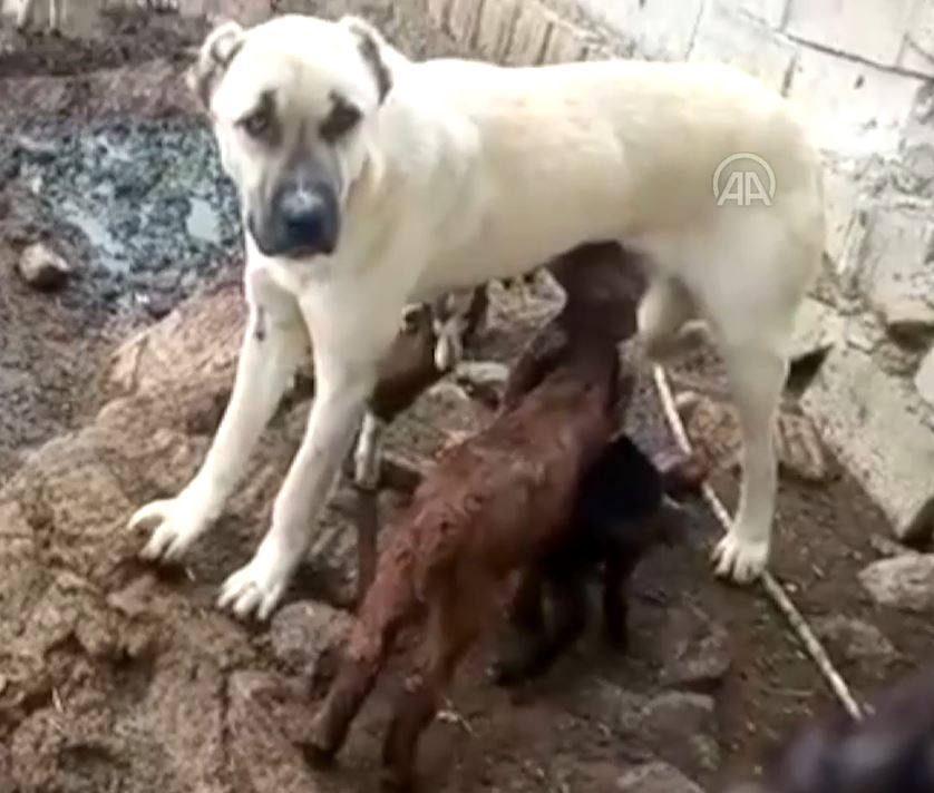 Çoban köpeği oğlakları emzirdi annelik yaptı - Resim : 1