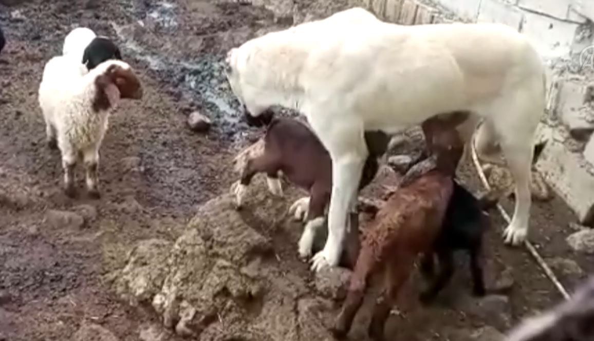 Çoban köpeği oğlakları emzirdi annelik yaptı - Resim : 2