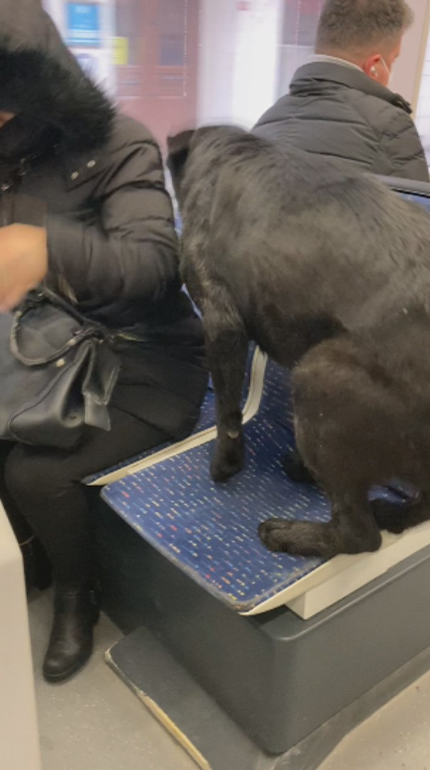 Sokak köpeği soğuk nedeniyle tramvayda yolculuk yaptı - Resim : 1