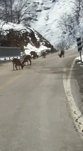 Koruma altındaki sürü halinde yola indi - Resim : 2