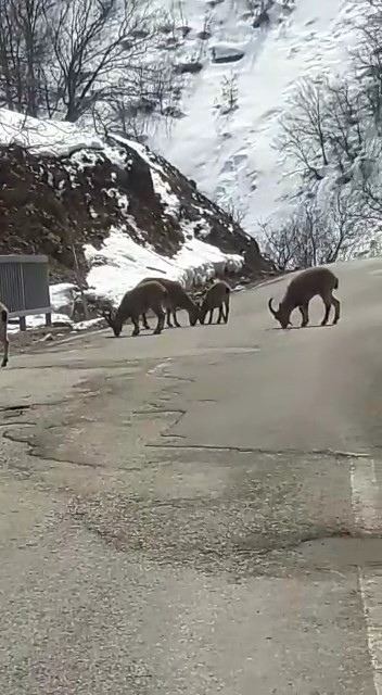 Koruma altındaki sürü halinde yola indi - Resim : 3