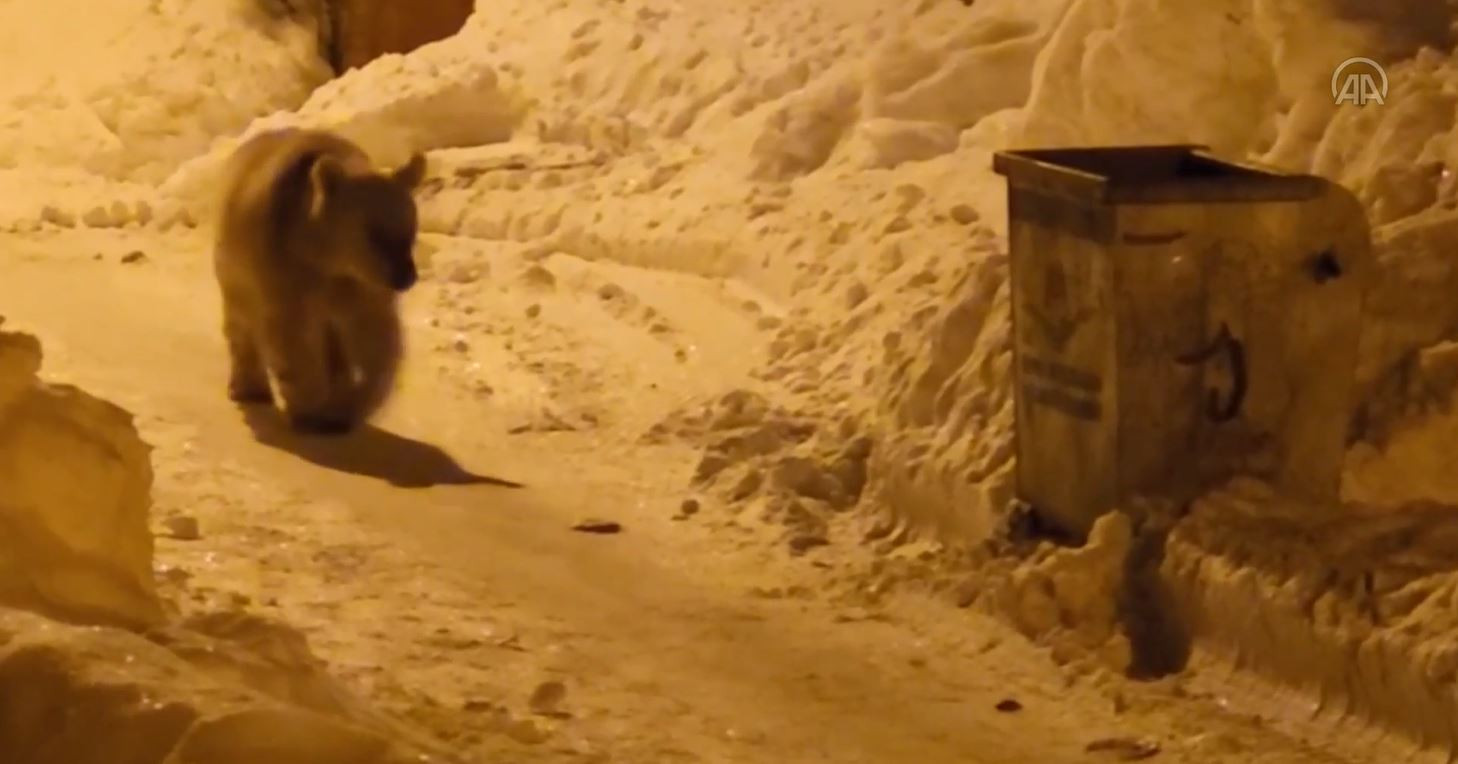 Kış uykusundan uyanan aç bozayı yerleşim yerine indi - Resim : 1