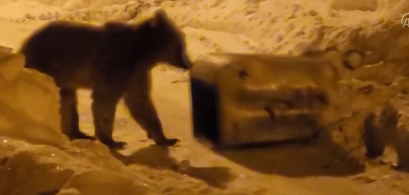 Kış uykusundan uyanan aç bozayı yerleşim yerine indi - Resim : 2