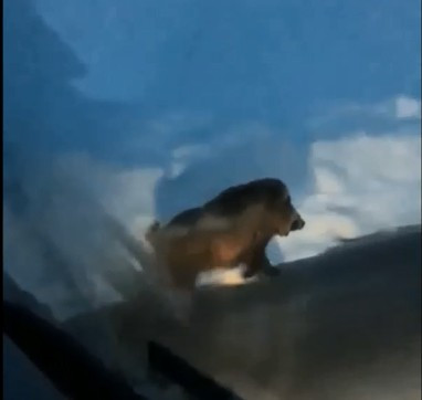 Aç kalan domuz yolunu şaşırdı - Resim : 1