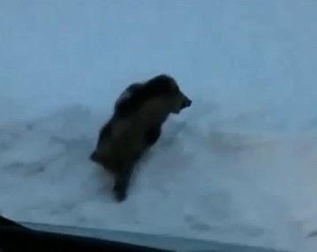 Aç kalan domuz yolunu şaşırdı - Resim : 2