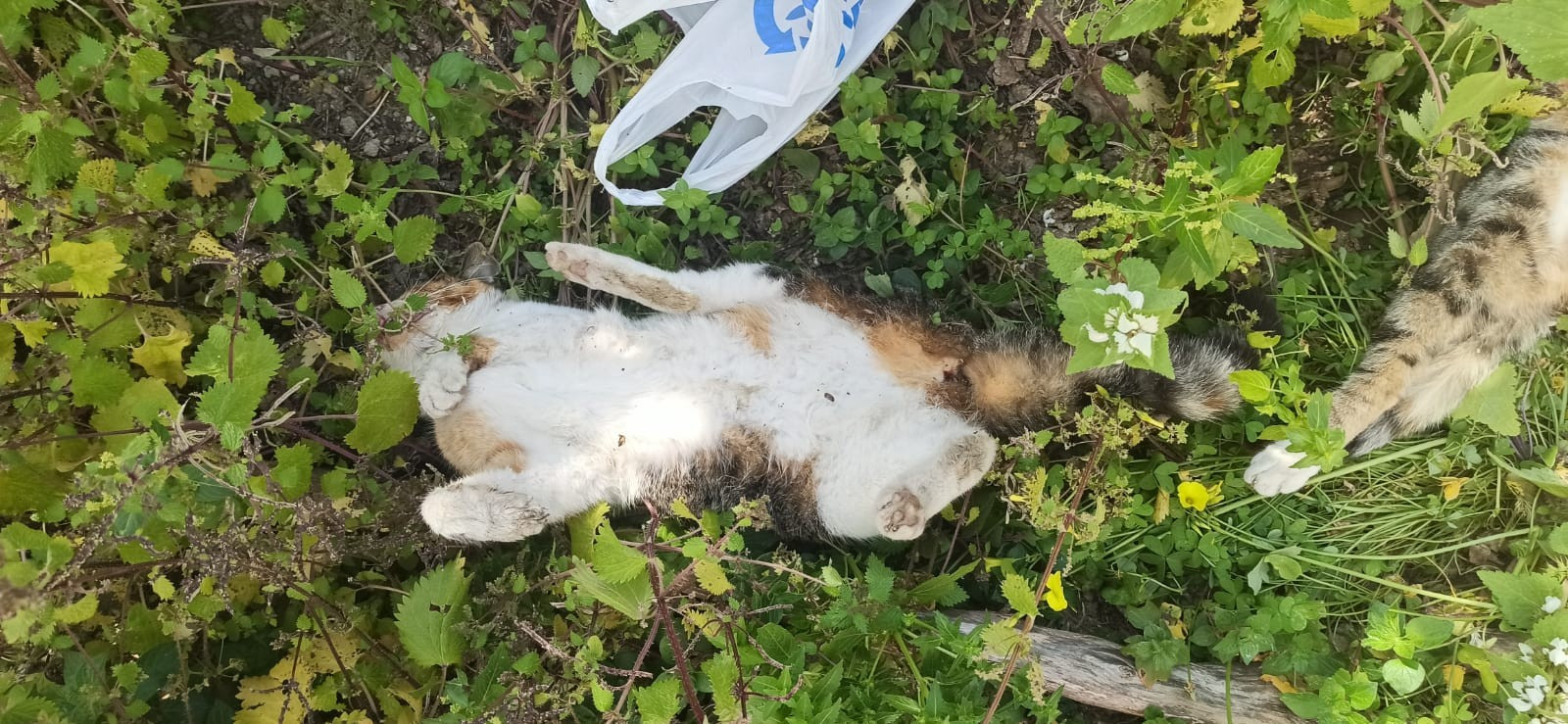 Zehirlenen köpeklere ilişkin soruşturma açıldı - Resim : 1