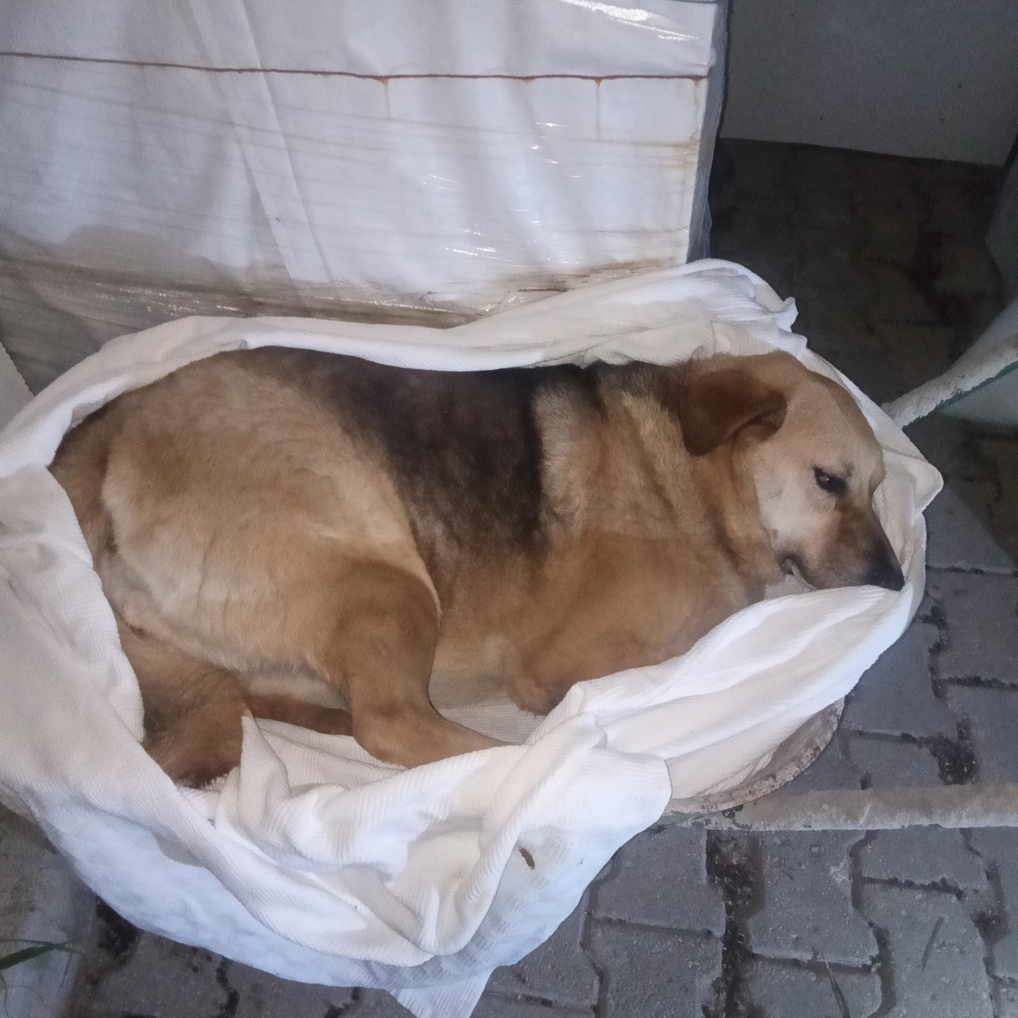 Zehirlenen köpeklere ilişkin soruşturma açıldı - Resim : 2