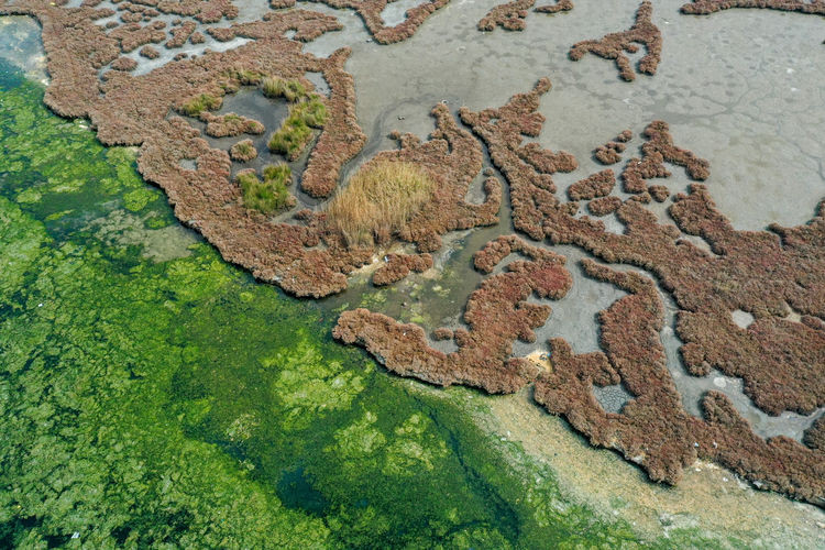 İzmir Körfezi'nde yeniden yayılmaya başladı! Uzmanlar uyardı - Resim : 5
