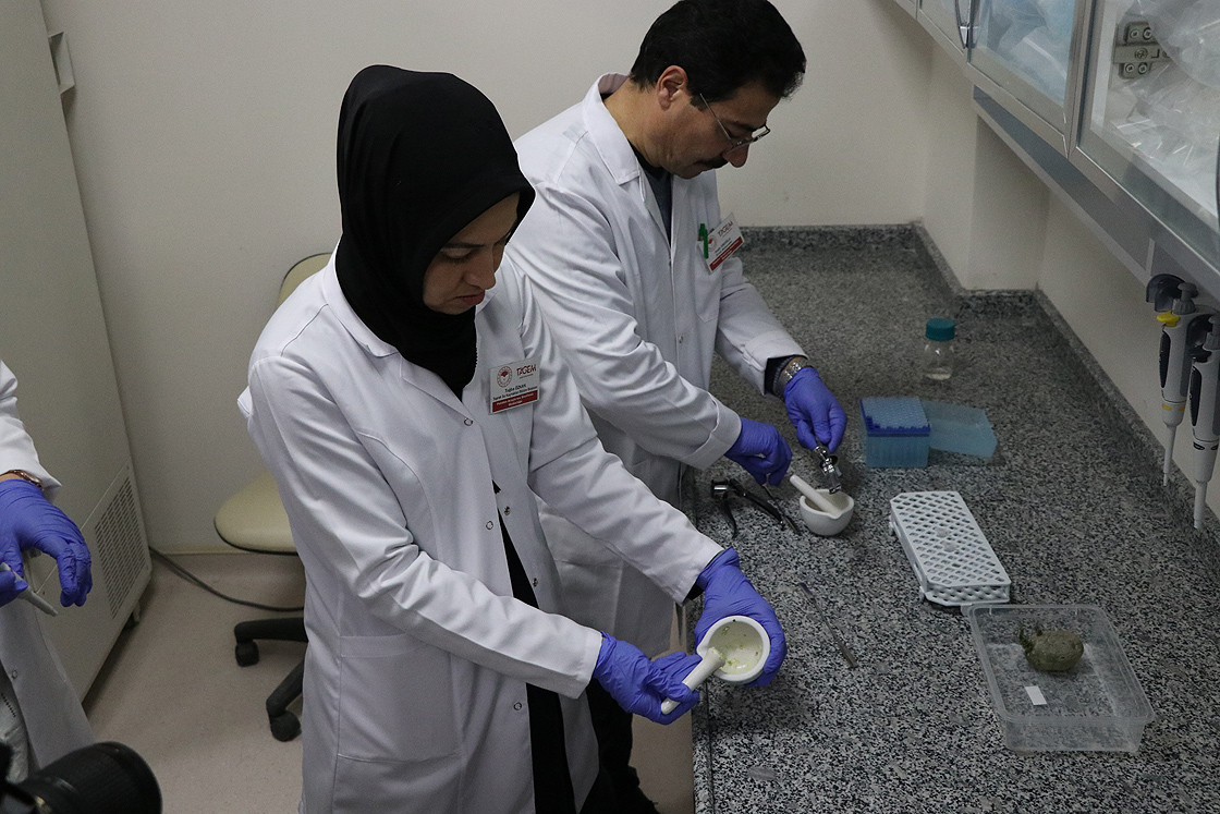 Patates deyip geçmeyin! Onun bile genetik kodu var - Resim : 1