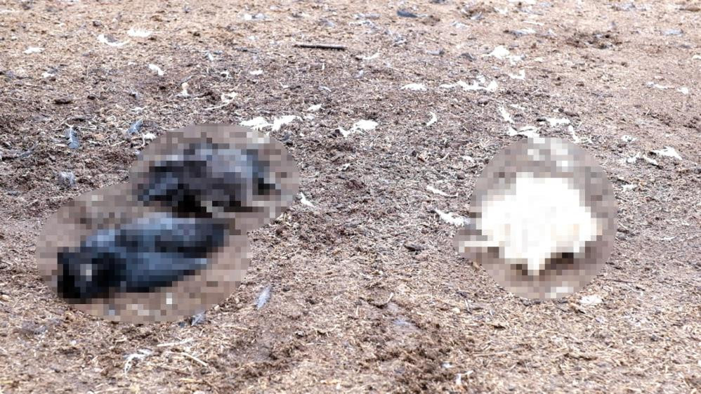 Ağıla giren köpekler dehşet saçtı - Resim : 3