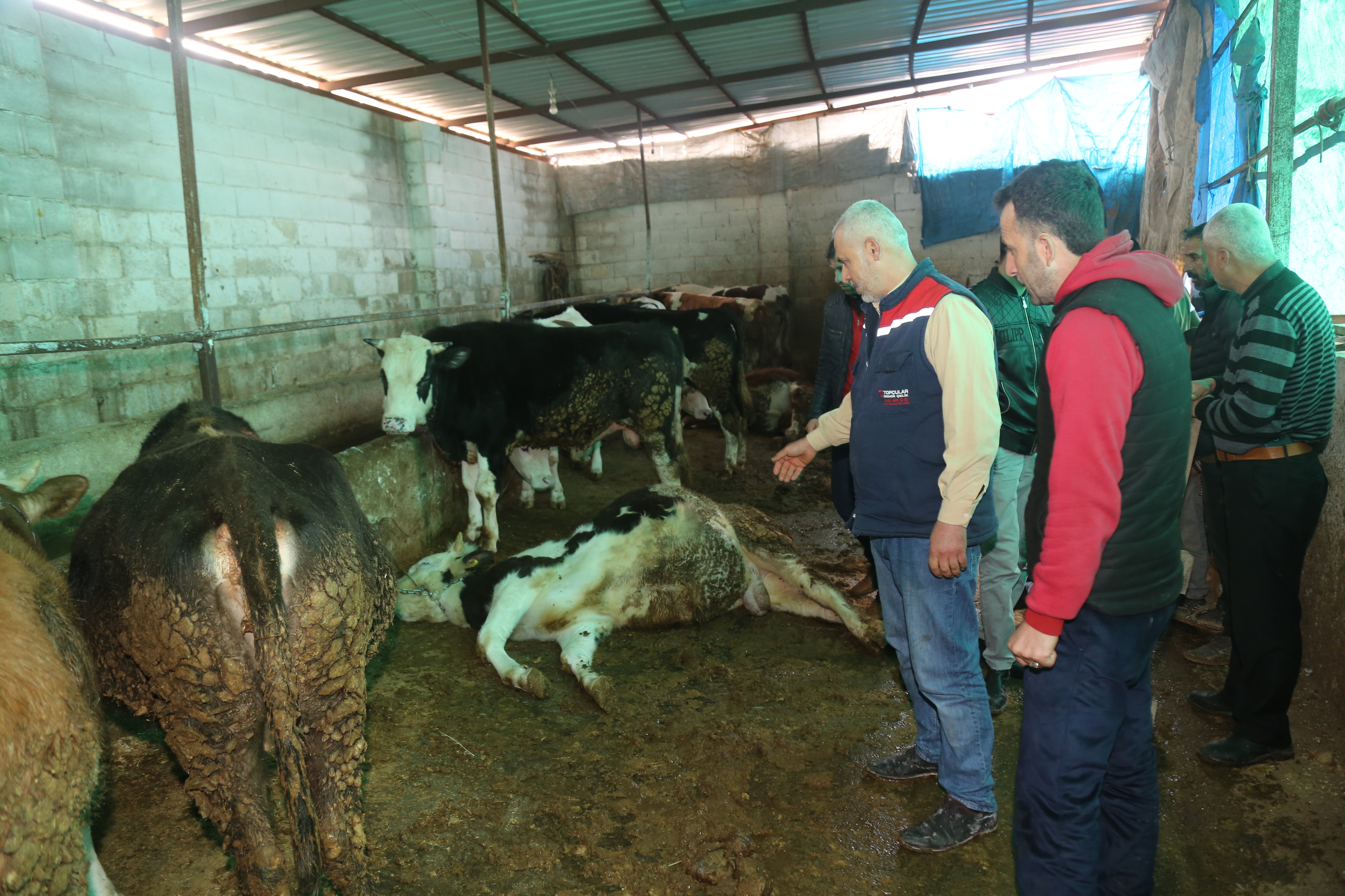 Elektrik akımına kapılan 4 büyükbaş hayvan telef oldu - Resim : 1
