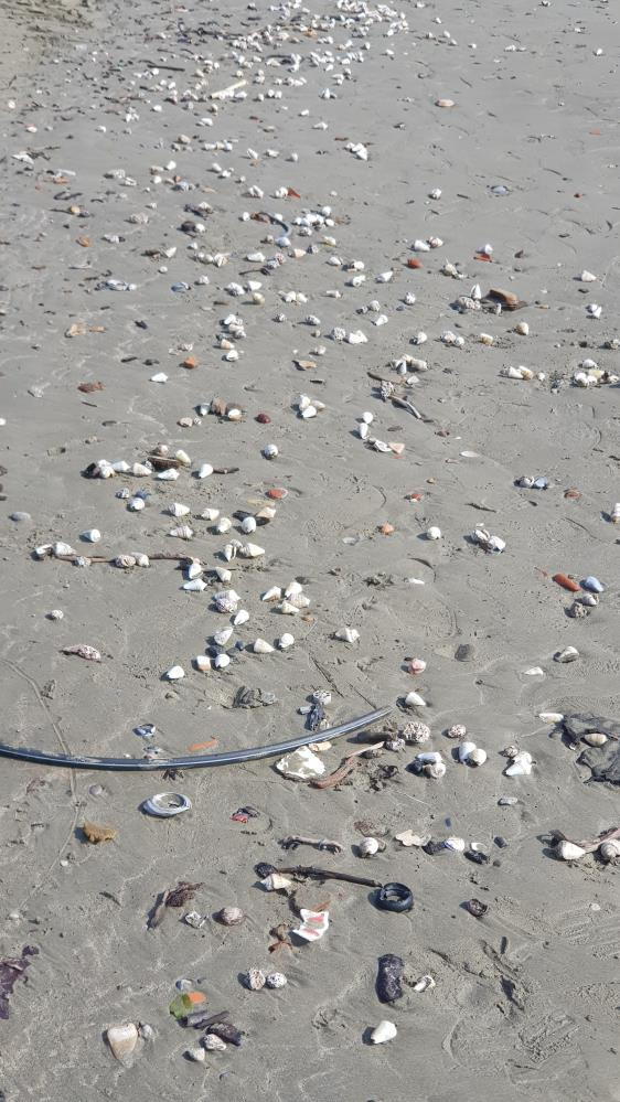 Deniz analarından sonra onlar da karaya vurdu. Görenler şaşırıp kaldı - Resim : 1