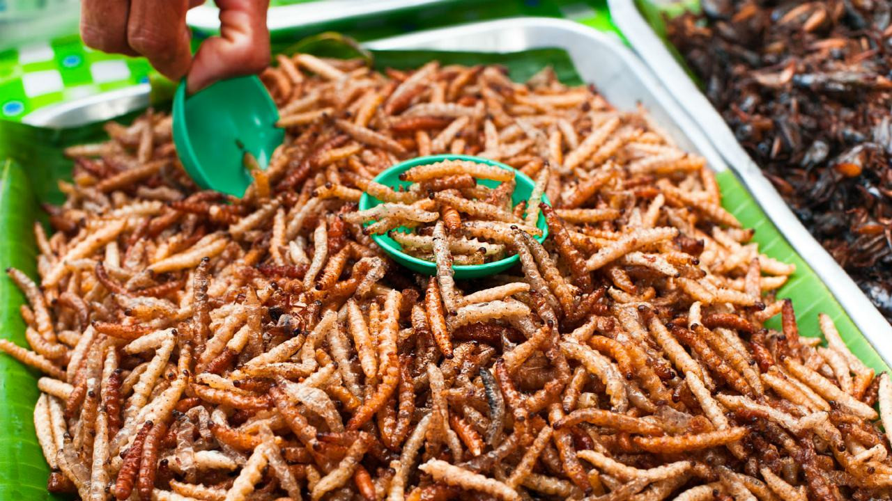 Böcekler 'geleceğin besinleri' olacak - Resim : 2