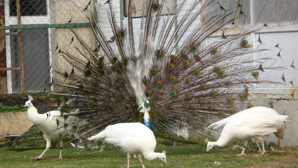 Hobisi mesleği oldu tanesini 5 bin TL'ye satıyor - Resim : 5