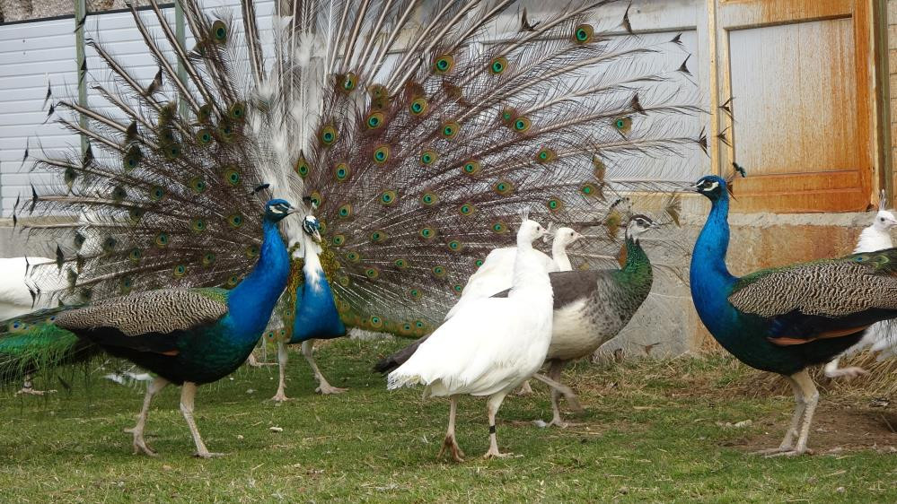 Hobisi mesleği oldu tanesini 5 bin TL'ye satıyor - Resim : 6