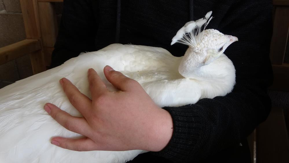 Hobisi mesleği oldu tanesini 5 bin TL'ye satıyor - Resim : 8