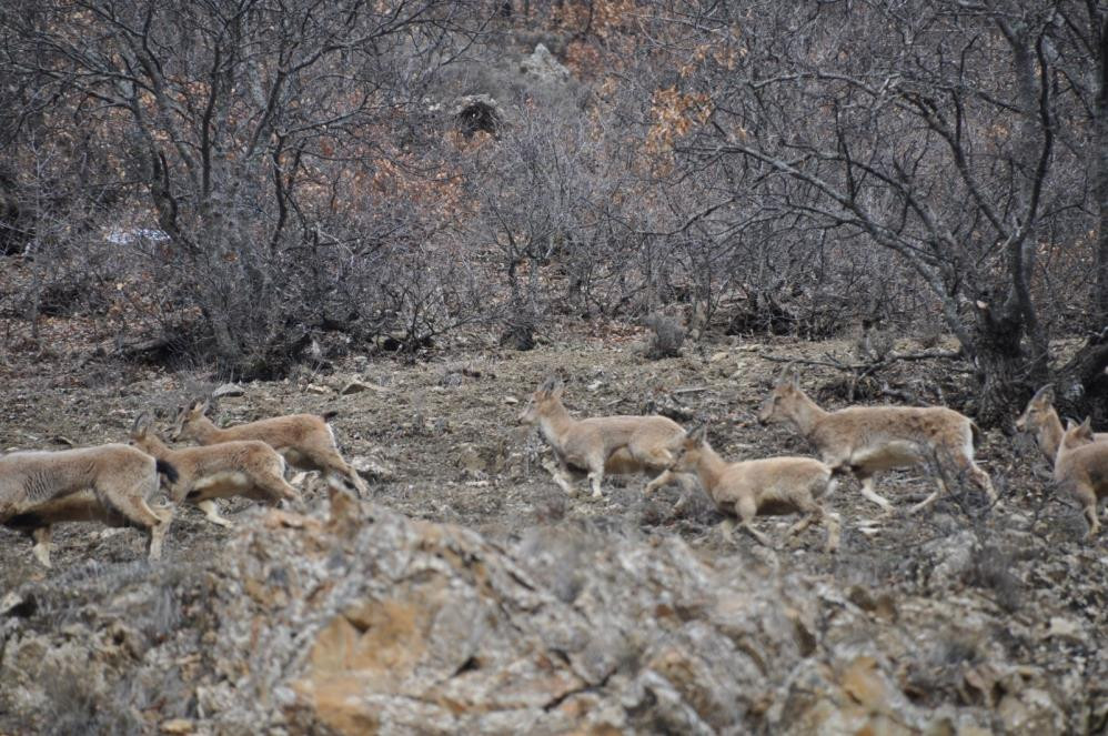 Uyanan ayıların kaban keçi avı - Resim : 3