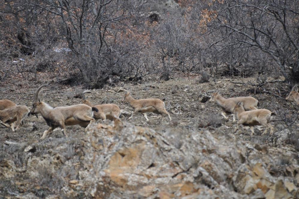 Uyanan ayıların kaban keçi avı - Resim : 5