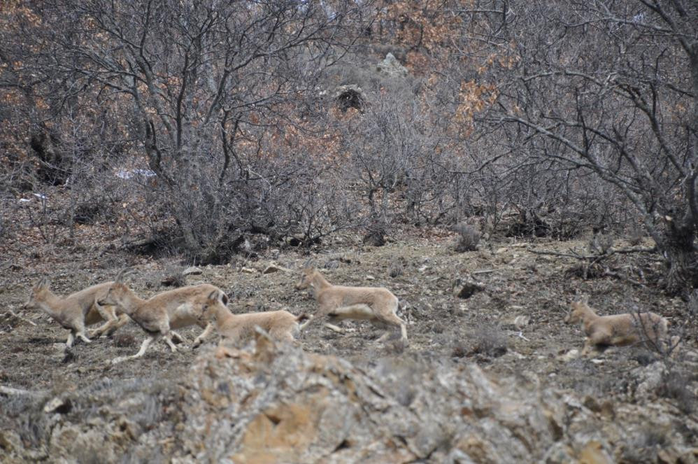 Uyanan ayıların kaban keçi avı - Resim : 6