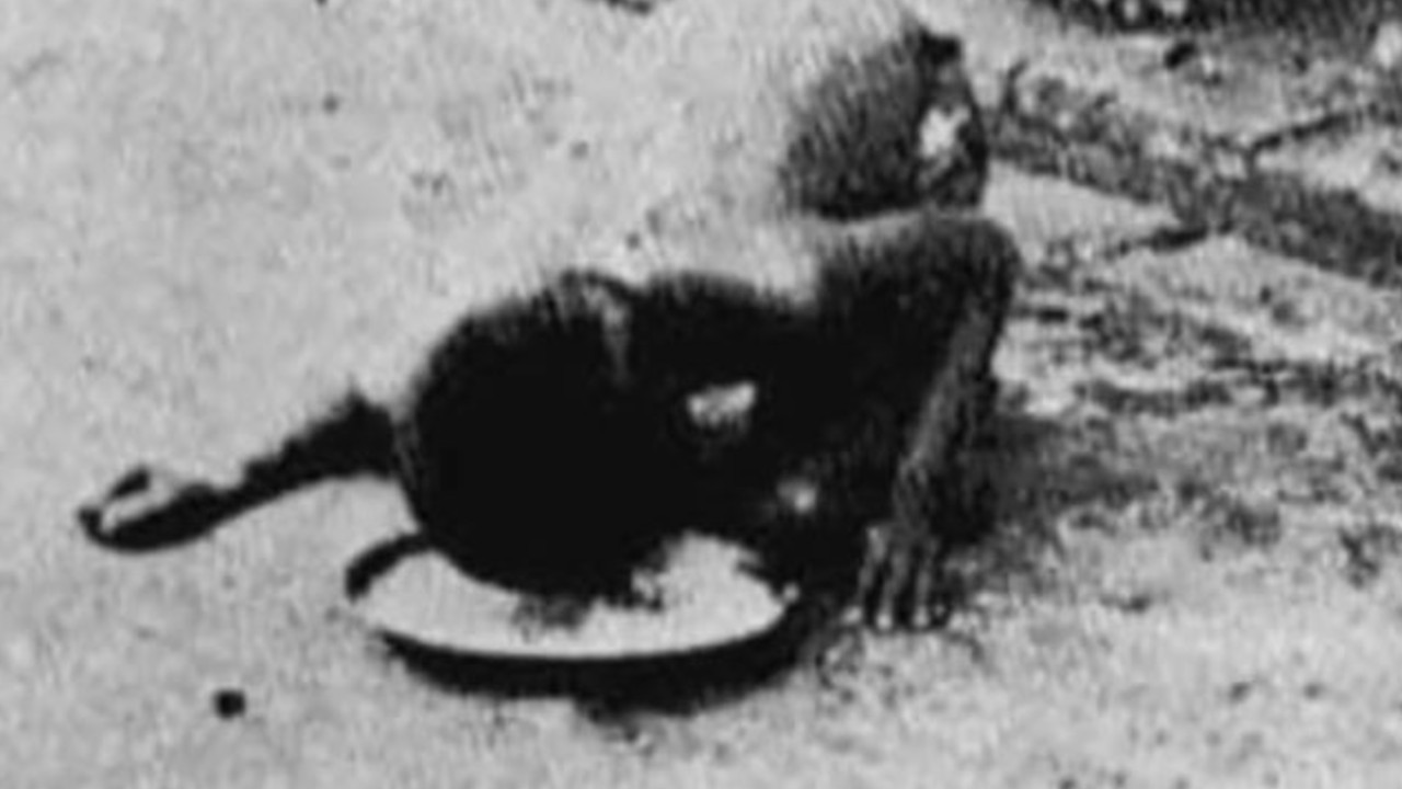 Ormanda kurtlar tarafından büyütülen, dolunayda uluyup, çiğ et yiyen çocuk - Resim : 5