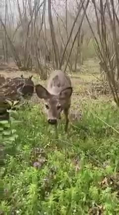 Bahçesine giren karacayı yanına böyle çağırdı - Resim : 2
