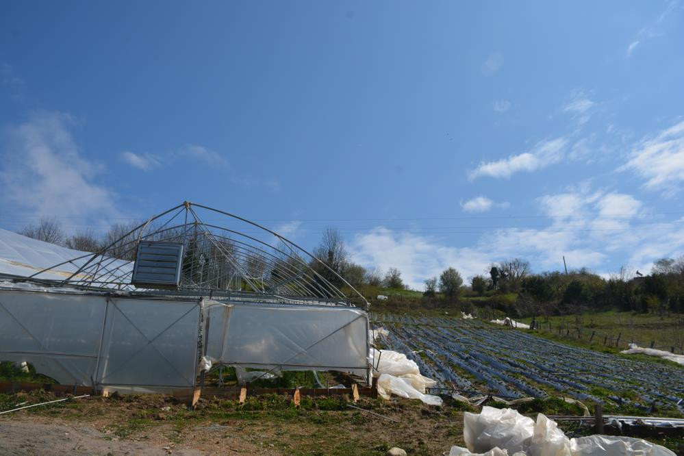 Fırtına çilek serasını uçurdu - Resim : 3