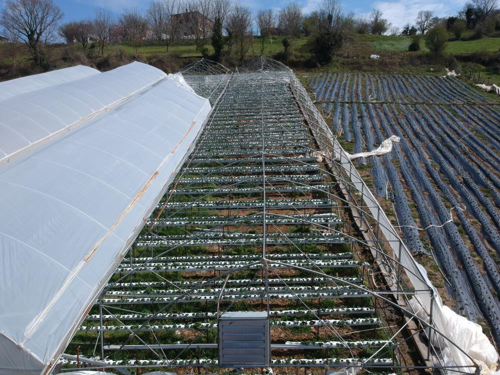 Fırtına çilek serasını uçurdu - Resim : 4