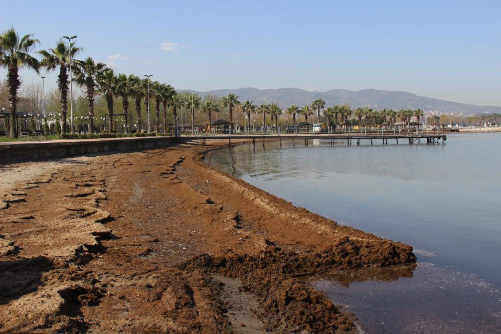 Sahile inenin burnu tıkanıyor kaçacak delik arıyor - Resim : 1