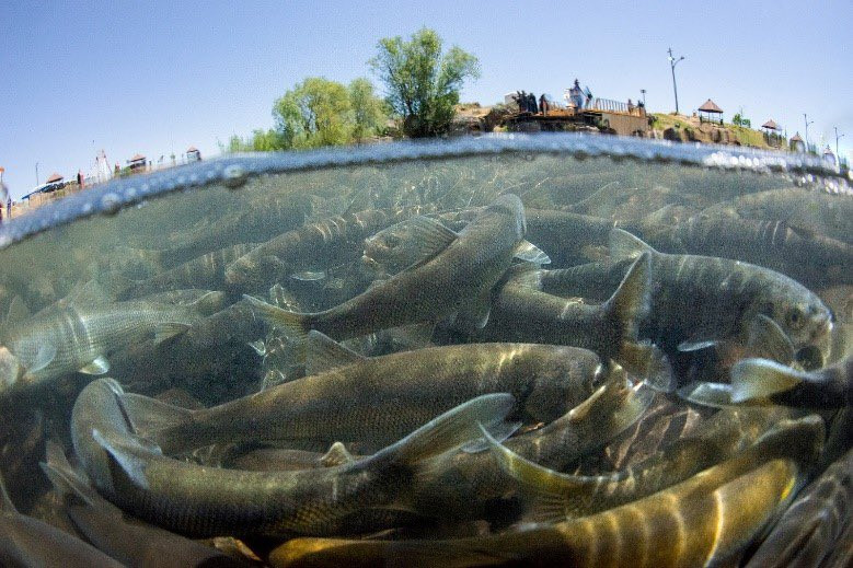 İnci kefaline Sahil Güvenlik koruması - Resim : 1