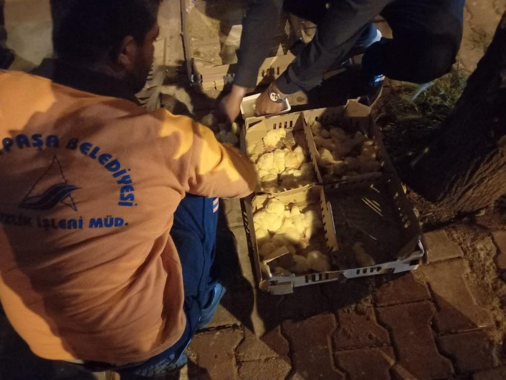 Çöpe atılan civcivleri mahalleli sahiplendi - Resim : 4